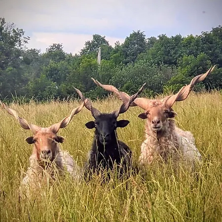 Magyar Route 66 ゲストハウス *